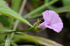 Ipomoea triloba